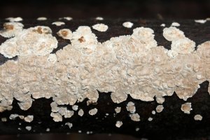 Pevník korkovitý (Stereum rugosum) – Profimedia.CZ