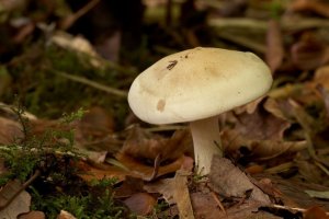 Slzivka oprahlá (Hebeloma crustuliniforme) – Profimedia.CZ