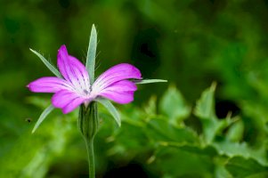 Koukol polní – Ruud Morijn Photographer / Shutterstock