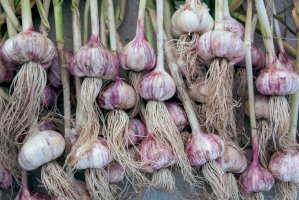 Česnek setý (Allium sativum) – Starikov Pavel / Shutterstock