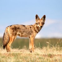 Kojot (Canis latrans) – Steve Bylard / Shutterstock