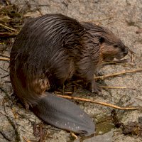 Bobr evropský (Castor fiber) – Podolnaya Elena / Shutterstock