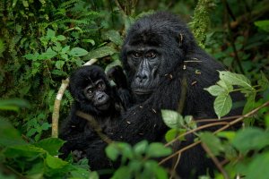 Gorila horská (Gorilla beringei) s mládětem, deštný prales – Martin Pelanek / Shutterstock