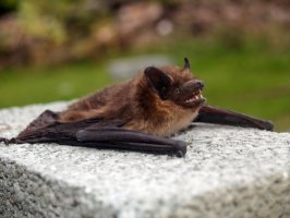 Upír obecný (Desmodus rotundus) z čeledi upírovitých – Scherbi