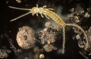 Štětinatka křehká (Campodea fragilis) – Profimedia.CZ