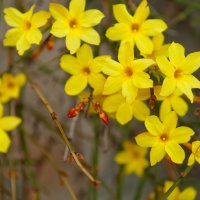 Jasmín nahokvětý (Jasminum nudiflorum) – horizonphoto / Shutterstock