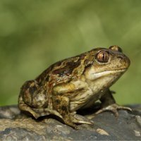 Blatnice skvrnitá (Pelobates fuscus) – Martin Thum / Shutterstock