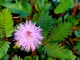 Citlivka stydlivá (Mimosa pudica) – Wan Fahmy Redzuan / Shutterstock