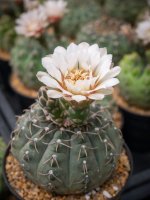 Kvetoucí Gymnocalycium ochoteranae – Nuttapong Kodmanon / Shutterstock