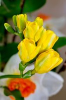 Freesia refracta – Profimedia.cz