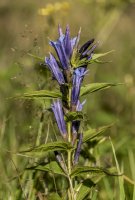 Hořec tolitovitý (Gentiana asclepiadea) – Michael Nosek / Shutterstock