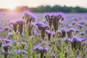 Kvetoucí svazenka vratičolistá (Phacelia tanacetifolia) – Tunatura / Shutterstock