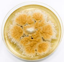 Mikrosporka sádrová (Microsporum gypseum) – OneMashi / Shutterstock