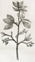 Erythroxylon coca, ilustrace – Marzolino / Shutterstock