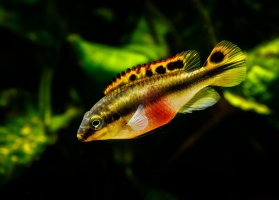 Pestřenec červený (Pelvicachromis pulcher) – Toxotes Hun-Gabor Horvath / Shutterstock