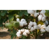 Bavlna – FlipShot Studio / Shutterstock