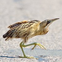 Bukač velký (Botaurus stellaris) – aaltair / Shutterstock