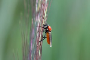 Muchnice zahradní (Bibio hortulanus) – Tomasz Klejdysz / Shutterstock
