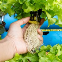 Kořen – 13SinghaStudio / Shutterstock