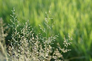Lipnice roční (Poa annua) – Doikanoy / Shutterstock