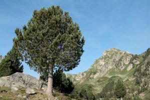 Borovice blatka (Pinus uncinata) – arenysam / Shutterstock