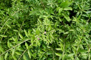 Kustovnice cizí (Lycium barbarum) – mizy / Shutterstock