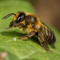 Čalounice obecná (Megachile centuncularis) – Jaco Visser / Shutterstock