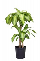 Dračinec vonný (Dracaena fragrans) – Le Do / Shutterstock