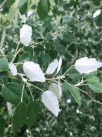 Topol bílý (Populus alba), list – Alisty / Shutterstock