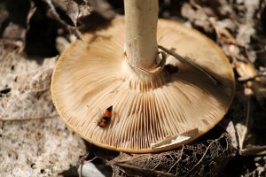 Drabčík houbový (Oxyporus rufus) – Kazakov Maksim / Shutterstock