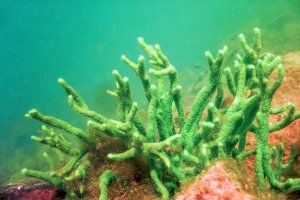 Houba rybniční (Spongilla lacustris) – Allexxandar / Shutterstock