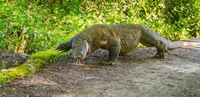 Varan komodský (Varanus komodensis), Komodo National Park, památka UNESCO, Komodské ostrovy – duchy / Shutterstock
