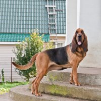 Bloodhound – Anna Tronova / Shutterstock