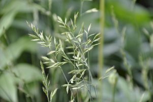 Kostřava ovčí (Festuca ovina) – ahmydaria / Shutterstock