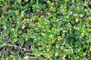 Ptačinec žabinec (Stellaria media) – orestligetka.ukr.net / Depositphotos