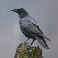 Krkavec velký (Corvus corax) – Piotr Krzeslak / Shutterstock