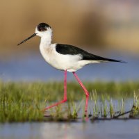 Pisila čáponohá (Pisila čáponohá) – serkan mutan / Shutterstock