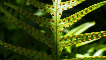 Výtrusnice (sporangia) na spodní straně listu kapradiny – Zoty / Shutterstock