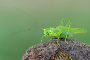 Kobylka zelená (Tettigonia viridissima) – Marek R. Swadzba / Shutterstock