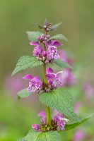 Hluchavka skvrnitá (Lamium maculatum) – Ihor Hvozdetskyi / Shutterstock