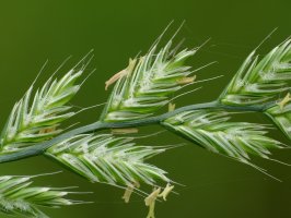 Pýrovec psí (Elymus caninus), detail květu – Orest lyzhechka / Shutterstock