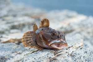 Ďas mořský (Lophius piscatorius) – V. Belov / Shutterstock
