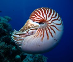 Loděnka hlubinná (Nautilus pompilius) – DiveIvanov / Shutterstock