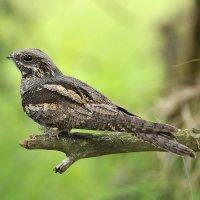 Lelek lesní (Caprimulgus europaeus) – CezaryKorkosz / Shutterstock
