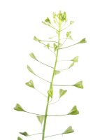 Šešulky na stonku kokošky pastuší tobolky (Capsella bursa-pastoris) – Kazakov Maksim / Shutterstock