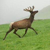 Jelen kavkazský (Cervus elaphus maral) – Andrei Gilbert / Shutterstock