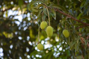 Mangovník indický (Mangifera indica) – Sahil Ghosh / Shutterstock