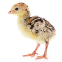 Krůtě – Olhastock / Shutterstock