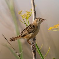 Cistovník rákosníkový (Cisticola juncidis) – Jesus Cobaleda / Shutterstock