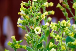 Tabák selský (Nicotiana rustica) – Stephen Orsillo / Shutterstock